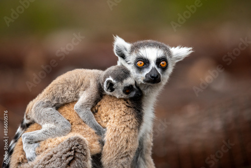 Lemur of Madagascar in their natural location