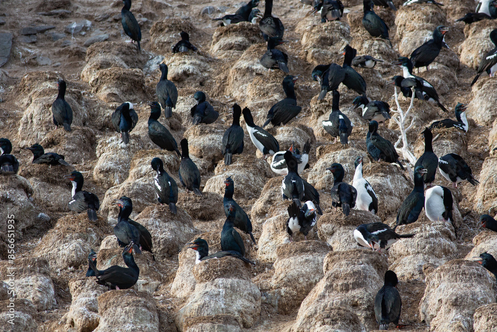 Obraz premium New Zealand endemic, Otago shag or Stewart Island shag (Leucocarbo chalconotus) sitting on their nests in a breeding colony at Taiaroa Head, Otago Peninsula, in the South Island, New Zealand