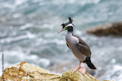 Foto A Spotted shag (Stictocarbo punctatus), endemic to New Zealand, in breeding plum