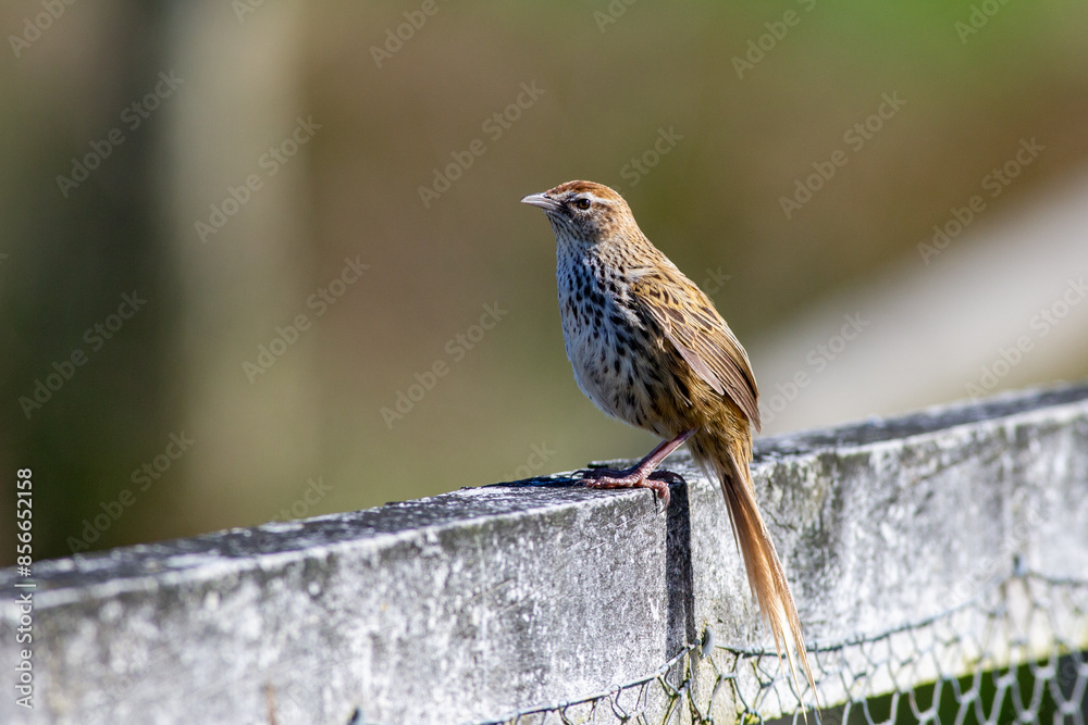 A portrait of a New Zealand fernbird (Megalurus punctatus) sitting on a fence at the Sinclair Wetlands, Otago, South Island, New Zealand. The species is endemic to New Zealand. A portrait of a New Zealand fernbird (Megalurus punctatus) sitting on a fence at the Sinclair Wetlands, Otago, South Island, New Zealand. The species is endemic to New Zealand.