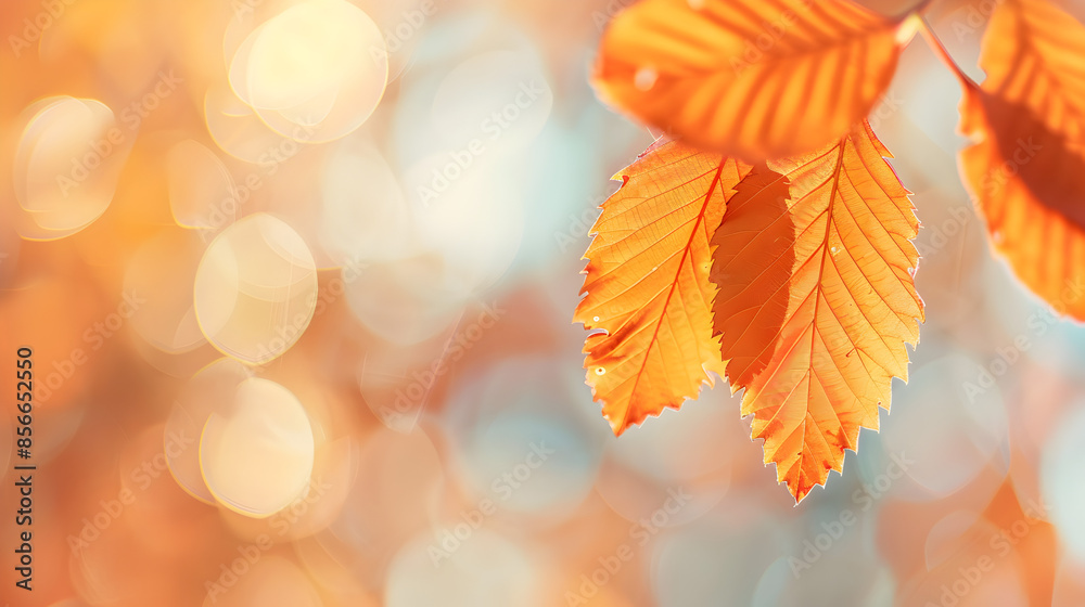 autumn leaves background autumn leaves background