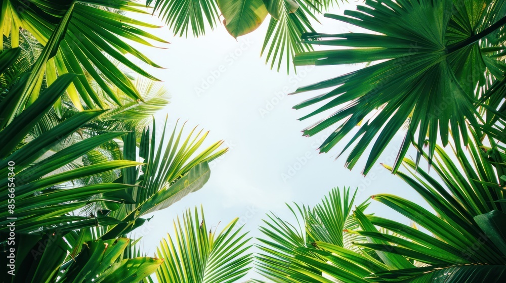 Tropical Palm Leaves Framing a Sunny Sky Tropical Palm Leaves Framing a Sunny Sky