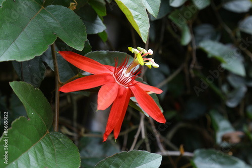 Red flower background Passiflora coccinea passion fruit flower photo