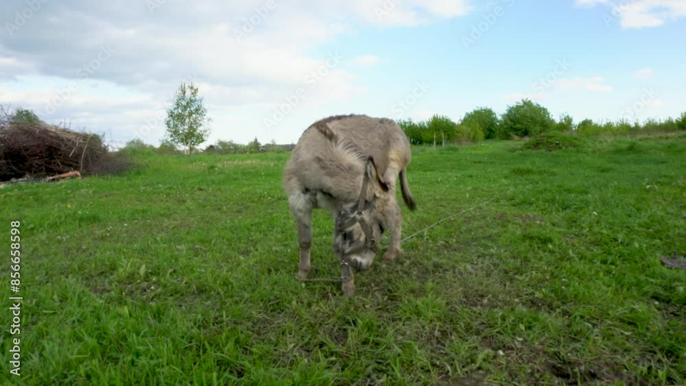 A donkey is grazing in a grassy field. The sky is blue, there are several clouds on it A donkey is grazing in a grassy field. The sky is blue, there are several clouds on it