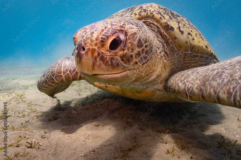 Obraz premium Underwater Tropical Corals Reef with hawksbill sea turtle (eretmochelys imbricata). Marine life sea world. Tropical colourful underwater seascape.