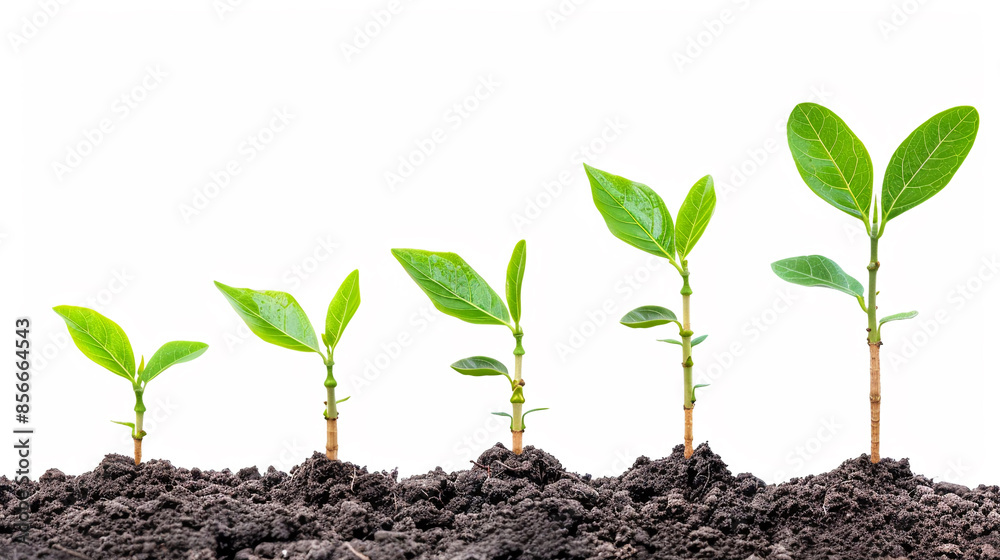 Success concept on white background growth. Success concept on white background growth.