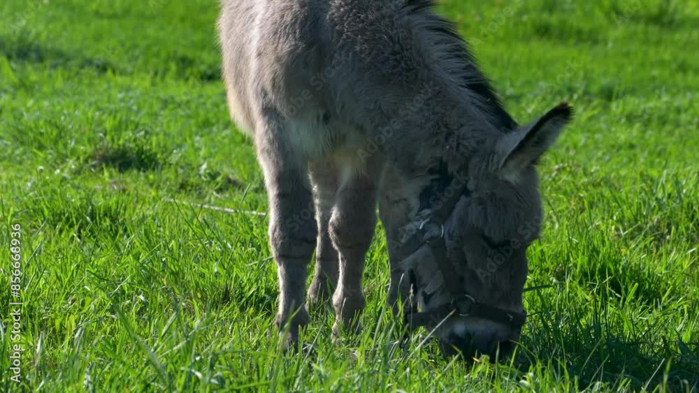 A donkey eats grass in a field. A pet grazes on farm meadows. A donkey eats grass in a field. A pet grazes on farm meadows.