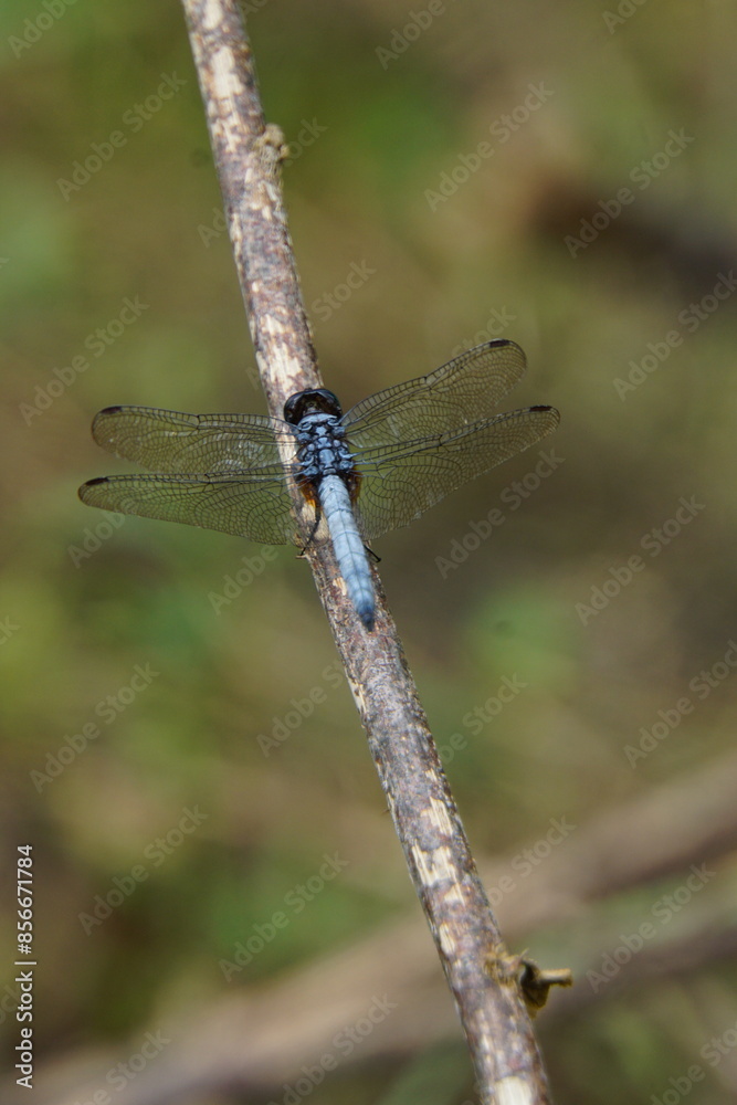 blue dragonfly on a branch blue dragonfly on a branch