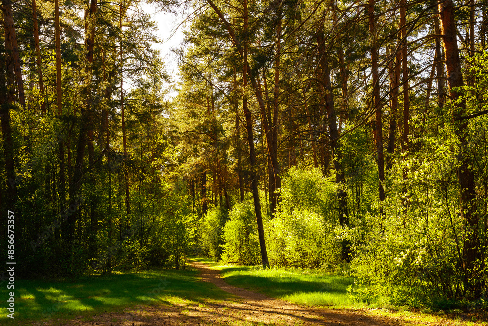 Fototapeta premium Sunbeams streaming through the pine trees and illuminating the young green foliage on the bushes in the pine forest in spring.