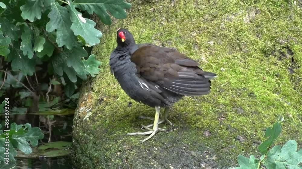 A single adult Moorhen, Gallinula chloropus, preening itself on a tree trunk by a canal. UK. A single adult Moorhen, Gallinula chloropus, preening itself on a tree trunk by a canal. UK.