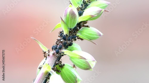 Ants with black aphids in a  quasi symbiotic relationship where the ants protect the aphids and the aphids produce sugar for the ants. photo