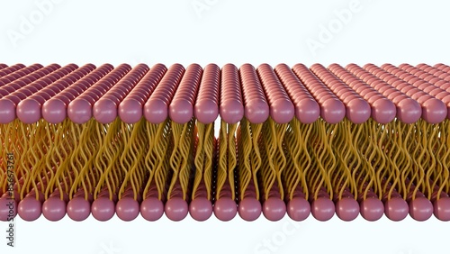 3d rendering of lipid monolayer is a type of cell membrane in which the lipids are arranged in a single layer, rather than the typical bilayer. Several Archaea have a lipid monolayer photo