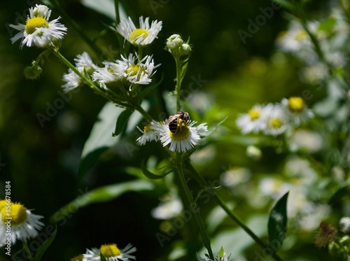 A bee on a daisy flower.