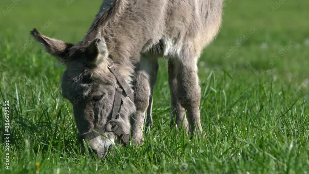 A donkey eats grass in a field. A pet grazes on farm meadows. A donkey eats grass in a field. A pet grazes on farm meadows.