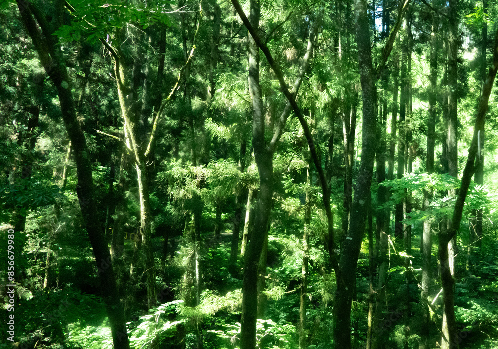 緑の世界 緑の世界