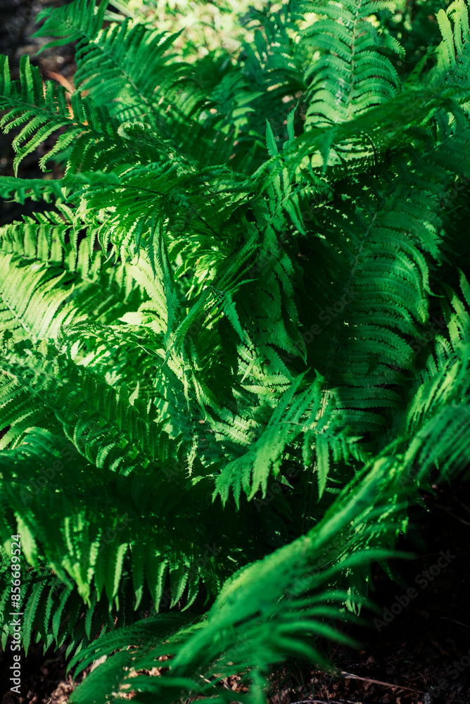 Natural green background from fern leaves Natural green background from fern leaves
