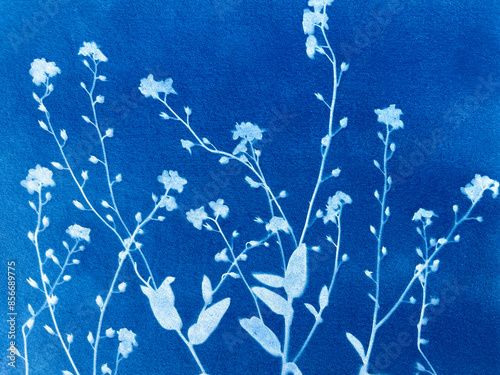 Forget me not flowers in blue print background. Cyanotype illustration