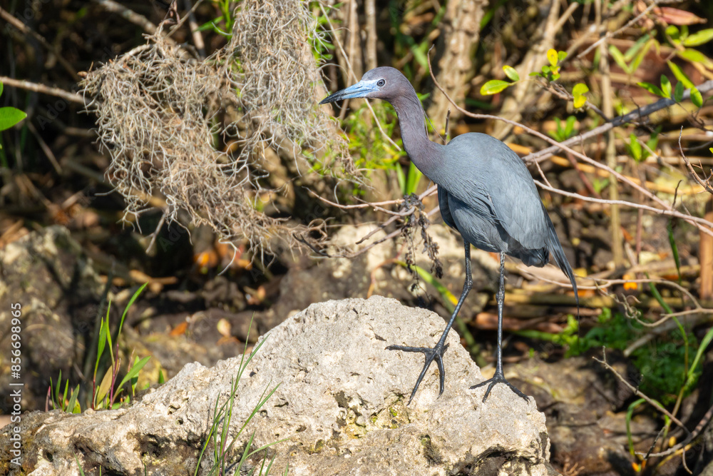 Fototapeta premium A wild adult Little Blue Heron (Egretta caerulea) perched on top of a rock on a river bank.