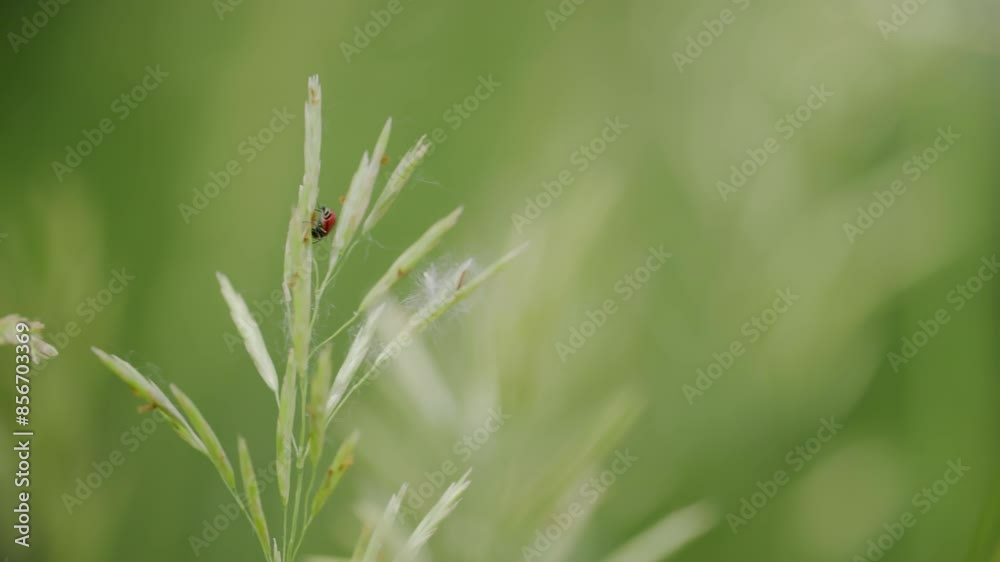 Red Milkweed Beetle, Colorado Insects and Bugs, Boulder County Wild Animals, Summer Season Red Milkweed Beetle, Colorado Insects and Bugs, Boulder County Wild Animals, Summer Season