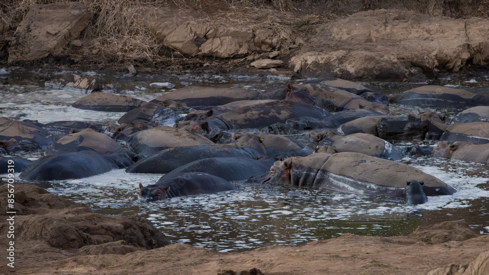 a hippo pod in a drying waterhole a hippo pod in a drying waterhole