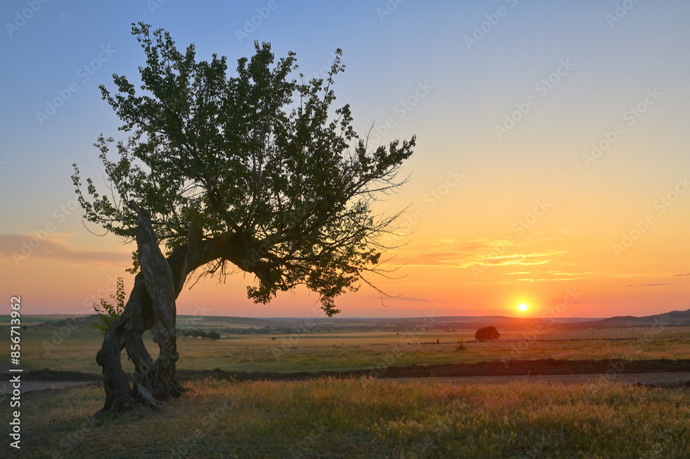 Tree on field at Summer sunset