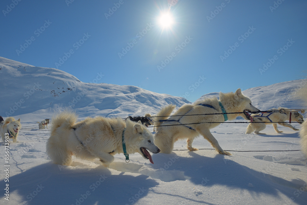 Dog sledding trip in cold snowy in Greenland