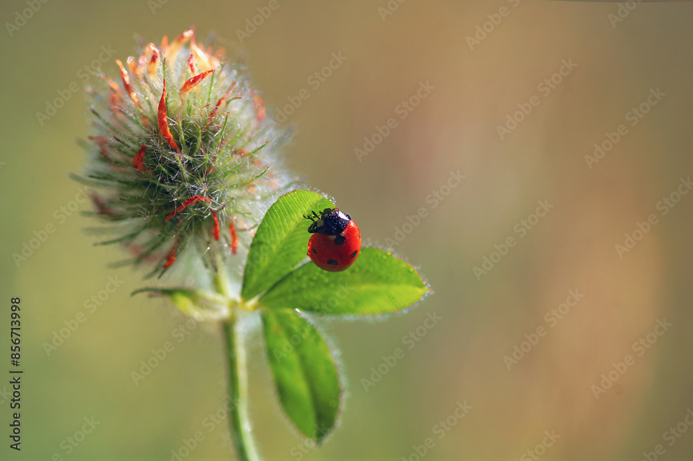 Closeup Ladybug on flower