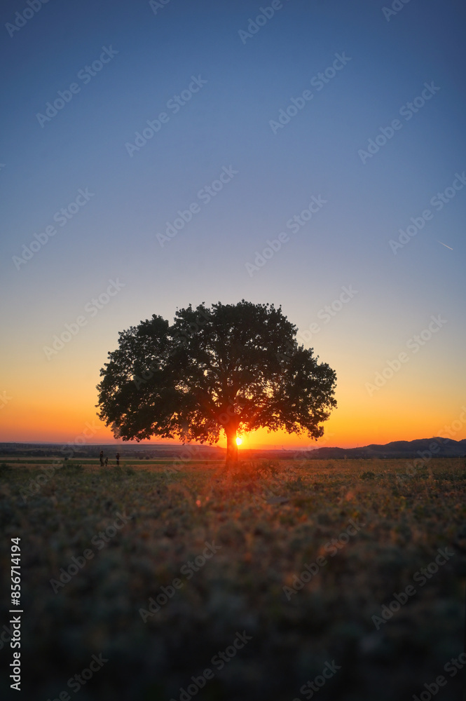 Single Tree on field at Summer sunset