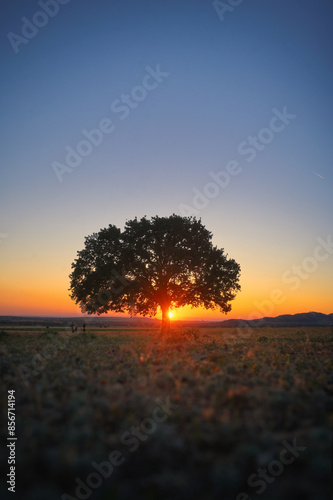 Obraz na płótnie Single Tree on field at Summer sunset w salonie