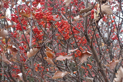 Brown leaves and red berries on branches of Sorbus aria in October photo