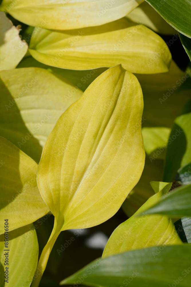 Plantain lily August Moon leaves