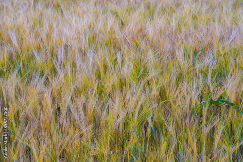 Colored summer sketch on barley field photo