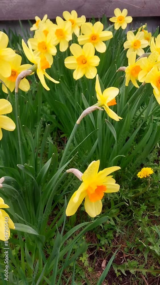 yellow narcissus - yellow flowers in the garden yellow narcissus - yellow flowers in the garden