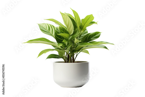 A Lush Green Prayer Plant Flourishes in a Simple White Pot on a Clear PNG or White Background.