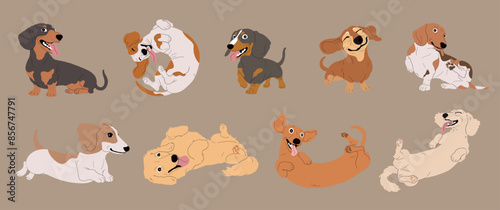Set of Cute Cartoon Dachshund Dogs with Various Fur Colors and Coat Types,Isolated Vector Illustration