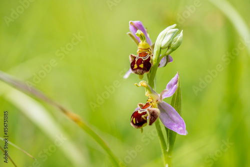 Bee orchid (Ophrys apifera) with green background