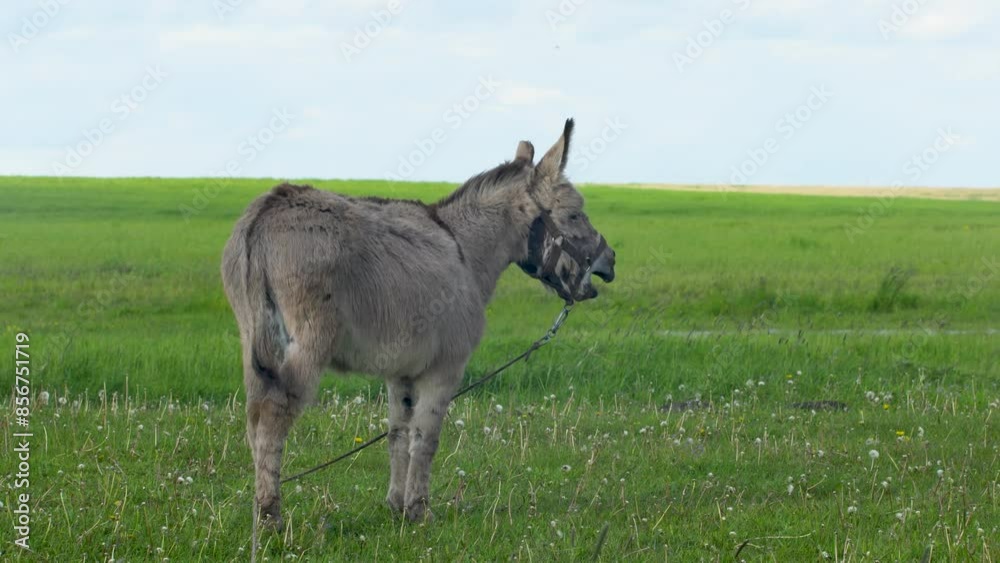 The donkey is grazing on a farm meadow, eating grass. The donkey is grazing on a farm meadow, eating grass.