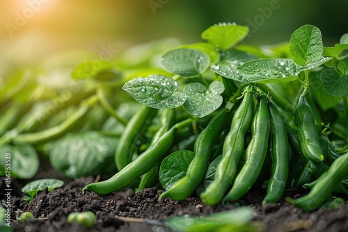 A close-up of freshly harvested green beans, showing their vibrant color and freshness. 