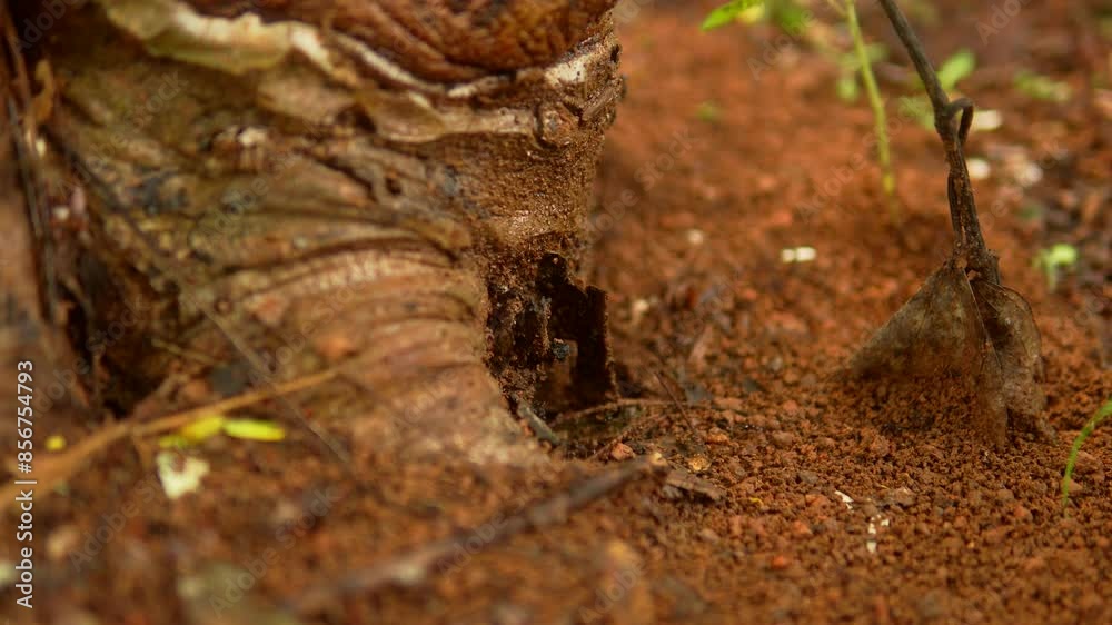 Close-up of an anthill entrance in red soil, with a tree root visible nearby Close-up of an anthill entrance in red soil, with a tree root visible nearby