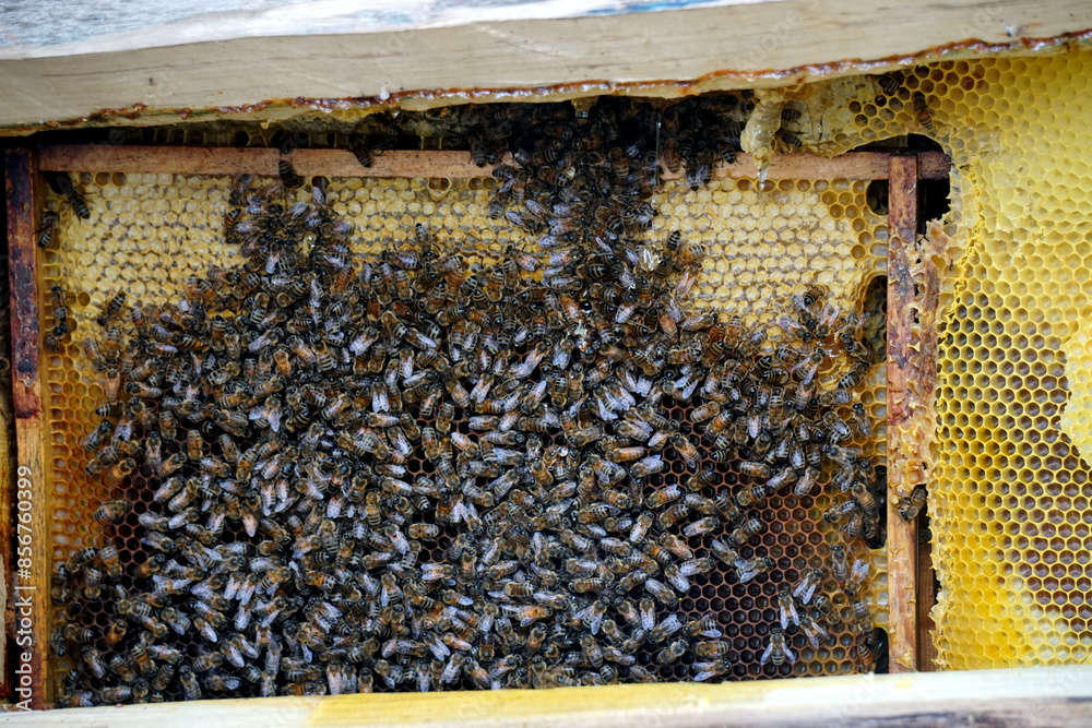 honey comb and a bee working,Close Up Of Bees On Honeycomb In Apiary honey comb and a bee working,Close Up Of Bees On Honeycomb In Apiary