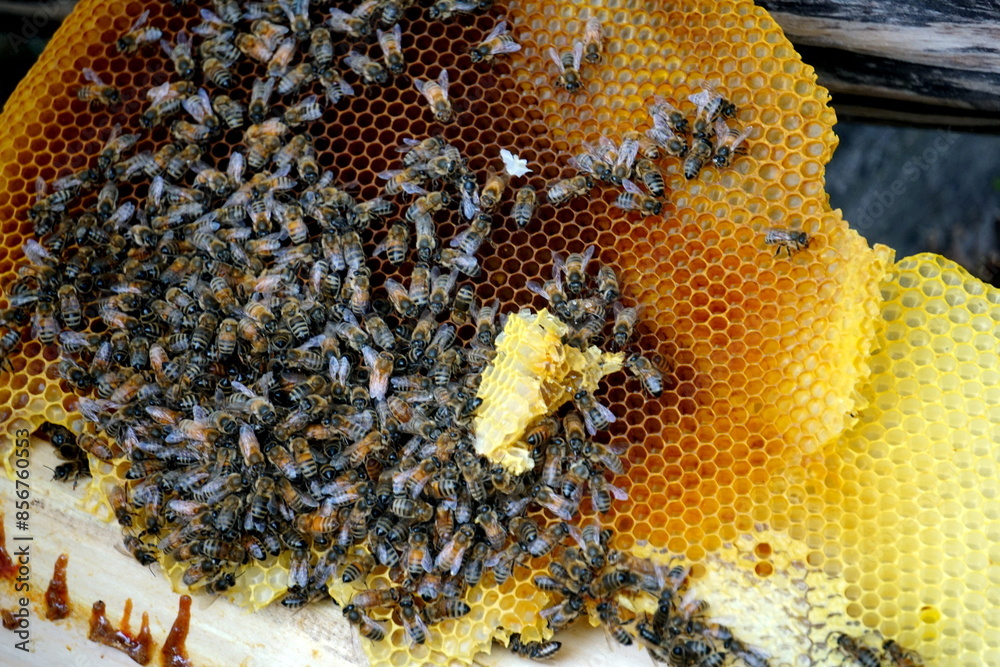 honey comb and a bee working,Close Up Of Bees On Honeycomb In Apiary honey comb and a bee working,Close Up Of Bees On Honeycomb In Apiary