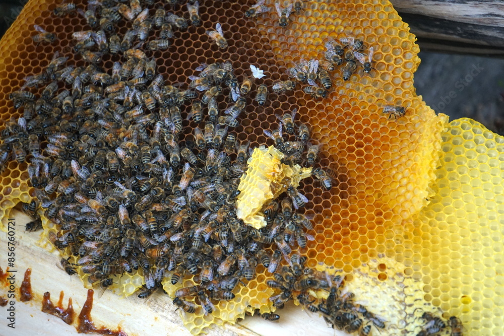 honey comb and a bee working,Close Up Of Bees On Honeycomb In Apiary honey comb and a bee working,Close Up Of Bees On Honeycomb In Apiary