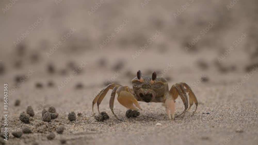 砂団子を排出するスナガニ 砂団子を排出するスナガニ