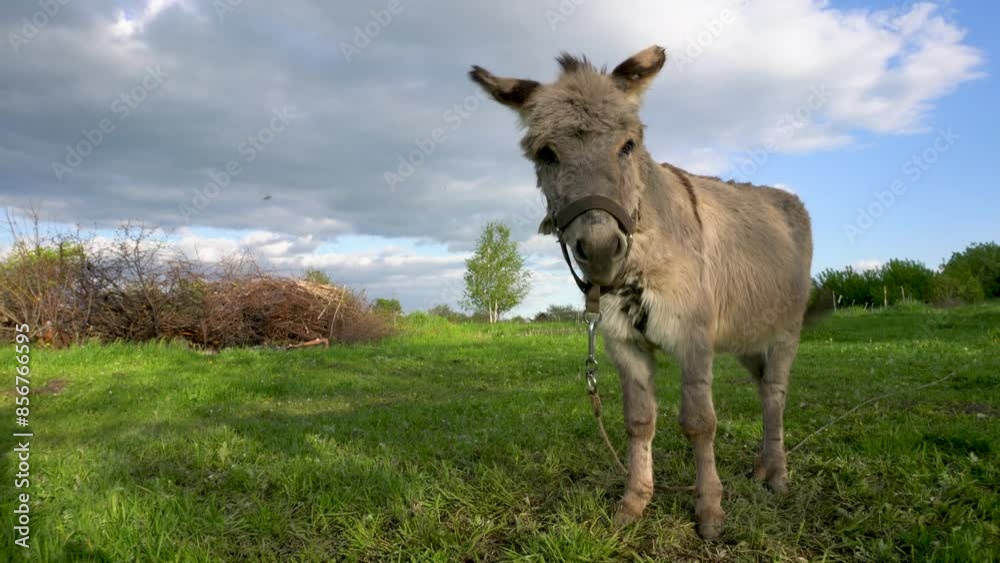 A donkey eats grass in a field. A pet grazes on farm meadows. A donkey eats grass in a field. A pet grazes on farm meadows.