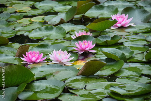 北海道大学にある大野池のスイレン / Water lilies at Ono Pond in Hokkaido University photo