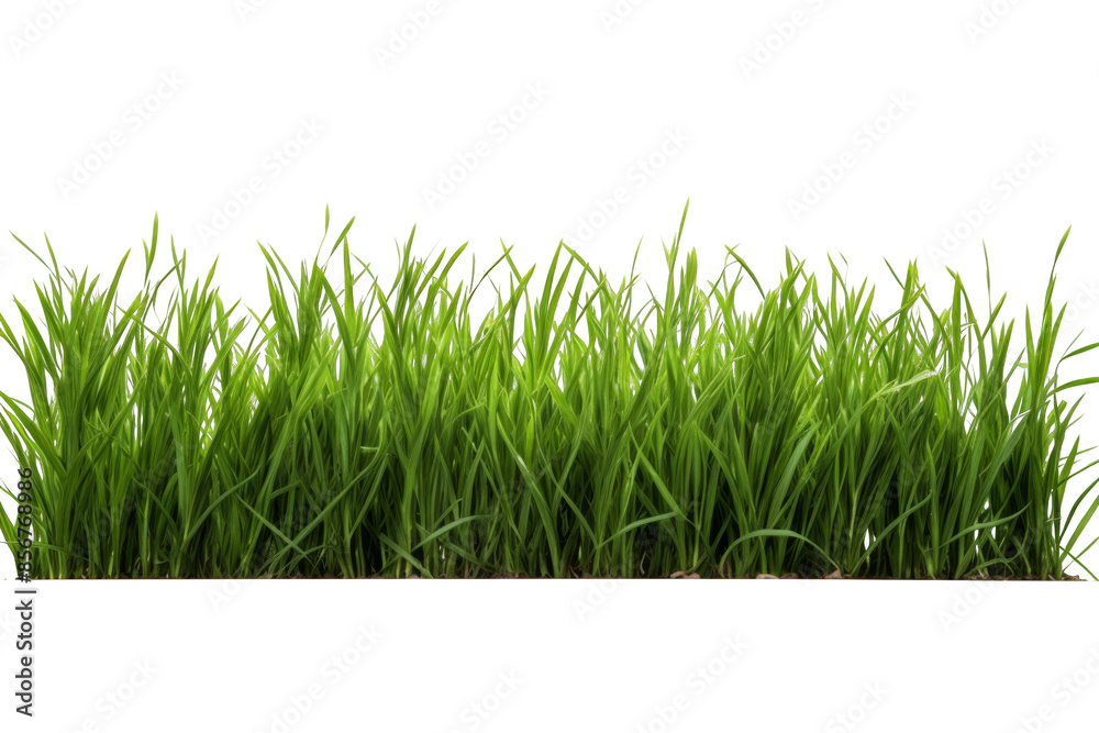 Fototapeta premium Vibrant green grass blades isolated on white background. Perfect for nature-themed designs, advertisements, and backgrounds.