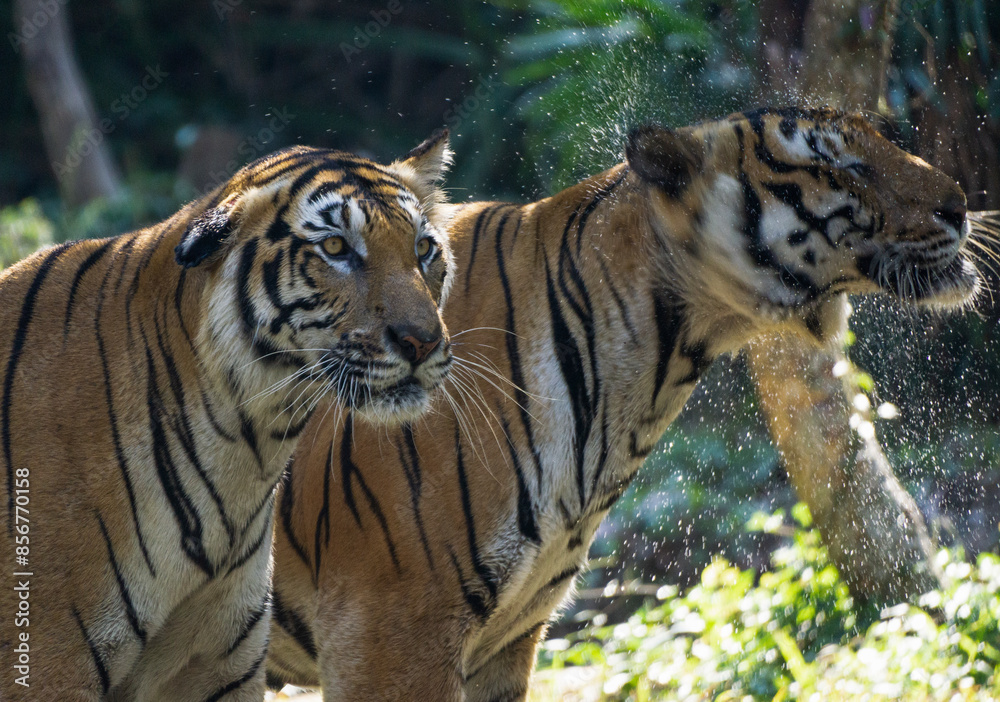 Fototapeta premium Tiger with its colourful camouflage and unique patterns