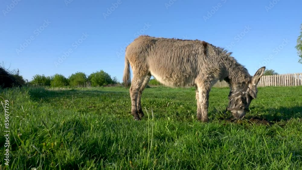 A donkey is grazing in a field of grass. The sky is clear and blue, and the grass is tall and green A donkey is grazing in a field of grass. The sky is clear and blue, and the grass is tall and green