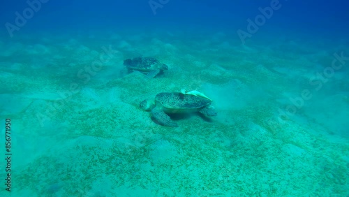 Two large Sea Turtle grazing on hilly seabed, Slow motion, Great Green Sea Turtle (Chelonia mydas) with Remora fish (Echeneis naucrates) photo