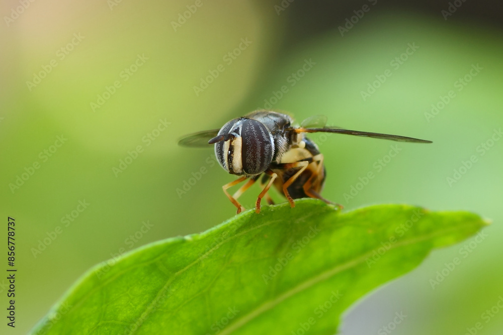 A Flower Fly (eristalinus) perched on a leaf, macro, close up, insect, wildlife. A Flower Fly (eristalinus) perched on a leaf, macro, close up, insect, wildlife.